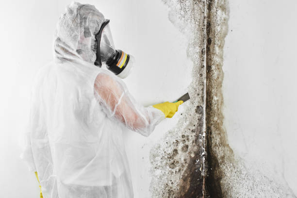 Reliable Clinton, MD Mold Removal Solutions