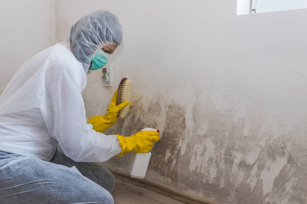 Mold Removal Process in Clinton, MD
