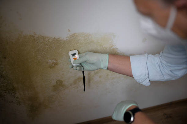 Best Toxic Mold Removal  in Clinton, MD