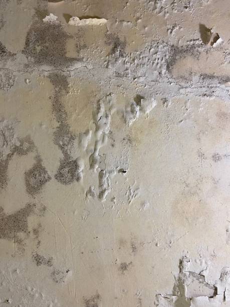 Best Fast Mold Removal  in Clinton, MD