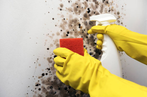 Best Emergency Mold Removal  in Clinton, MD