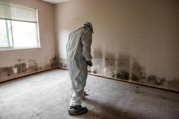 Best Black Mold Removal  in Clinton, MD