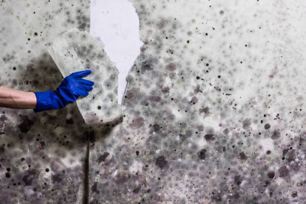 Best Mold Removal Company Near Me  in Clinton, MD