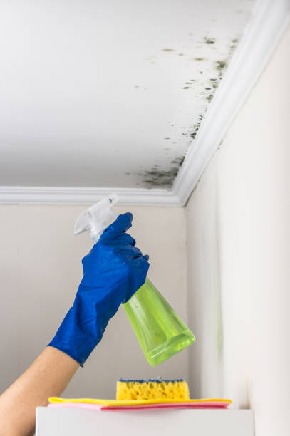 Best Same-Day Mold Removal  in Clinton, MD