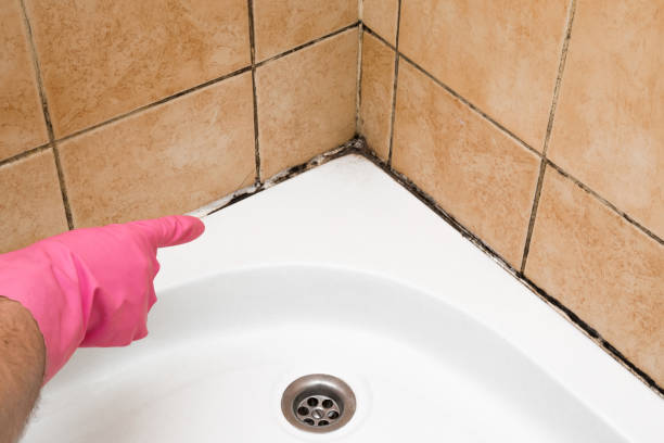 Best Mold Removal Process  in Clinton, MD