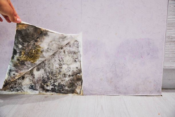 Best Certified Mold Removal  in Clinton, MD